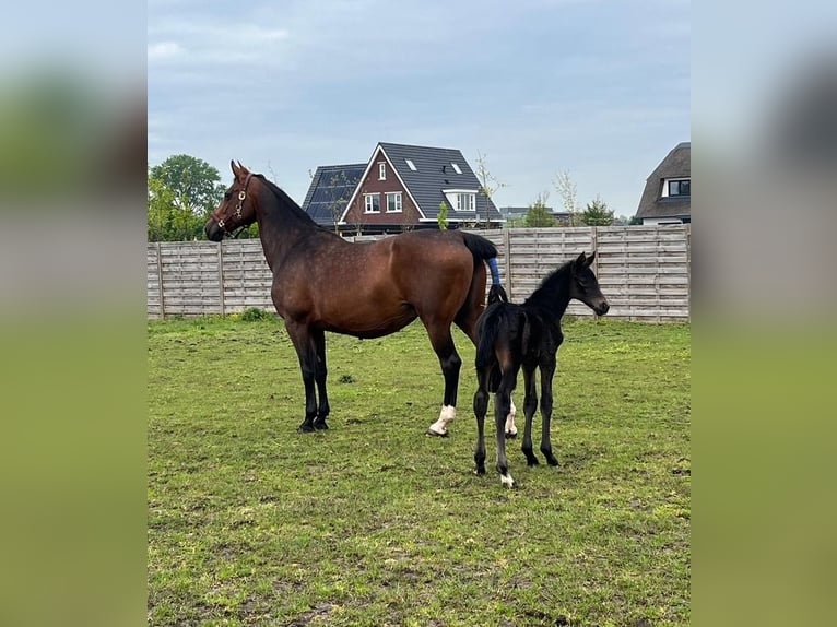 KWPN Merrie 16 Jaar 174 cm Donkerbruin in Vierpolders