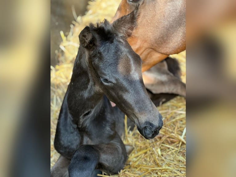 KWPN Merrie 16 Jaar 174 cm Donkerbruin in Vierpolders