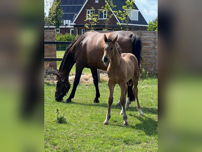 KWPN Merrie 16 Jaar 174 cm Donkerbruin in Vierpolders