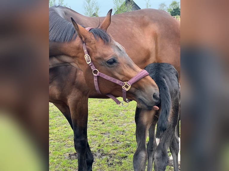 KWPN Merrie 16 Jaar 174 cm Donkerbruin in Vierpolders