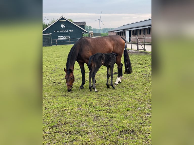 KWPN Merrie 16 Jaar 174 cm Donkerbruin in Vierpolders