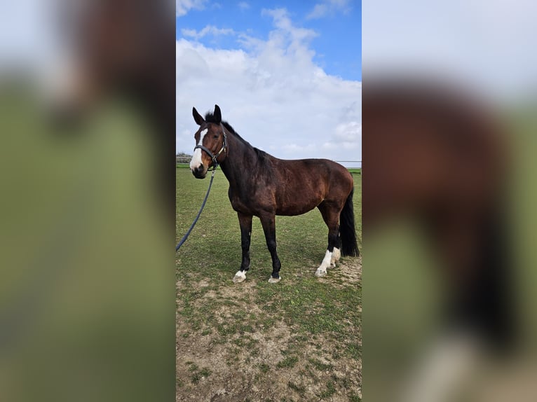 KWPN Merrie 16 Jaar 175 cm Bruin in Pforzheim