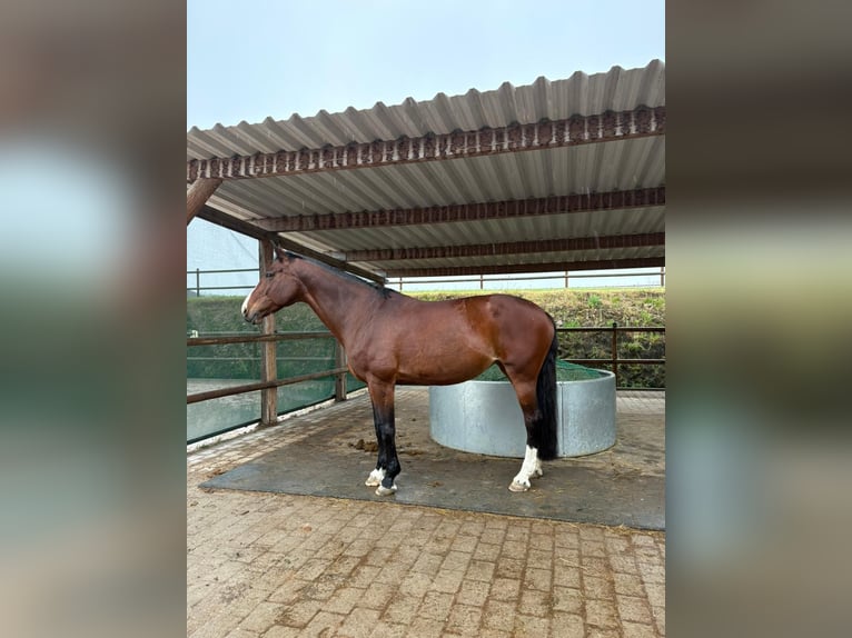 KWPN Merrie 16 Jaar 175 cm Bruin in Pforzheim