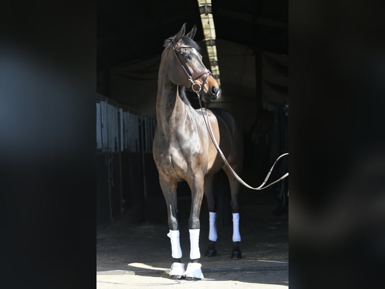 KWPN Merrie 16 Jaar 178 cm Donkerbruin in Geilenkirchen