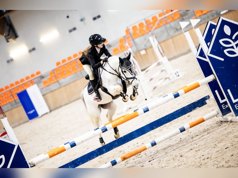 KWPN Merrie 17 Jaar 140 cm Schimmel in Żarki Letnisko