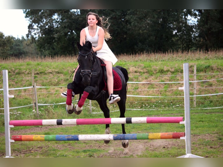 KWPN Merrie 17 Jaar 150 cm Zwartbruin in Neuenhaus