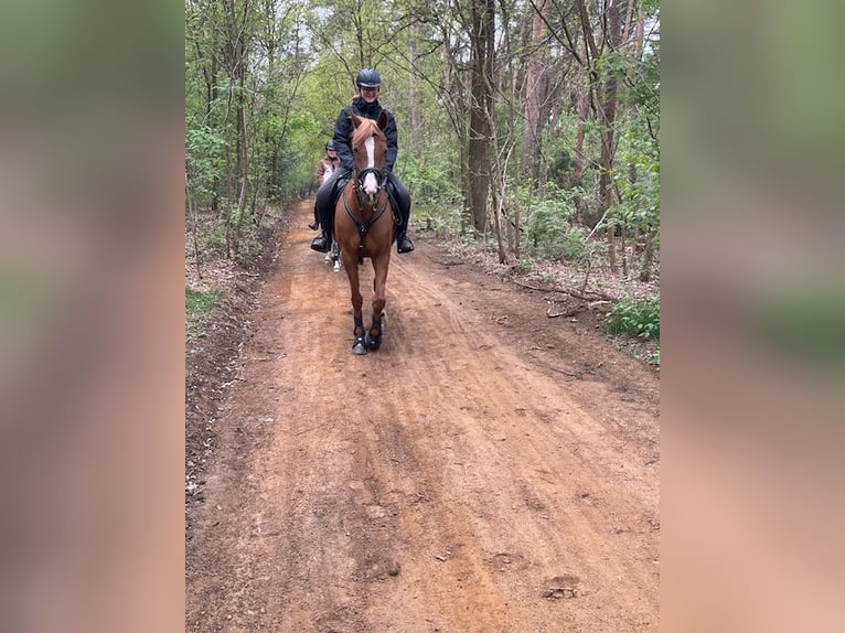 KWPN Merrie 17 Jaar 155 cm Vos in Kasterlee