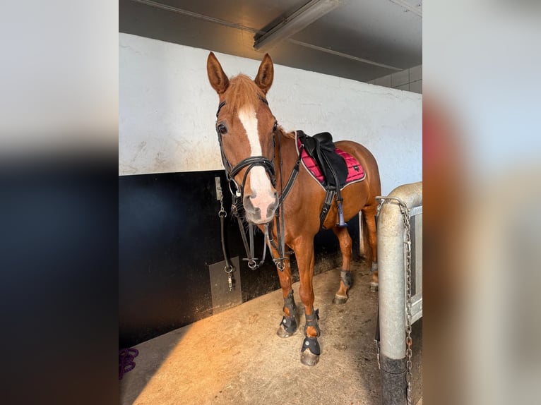 KWPN Merrie 17 Jaar 155 cm Vos in Kasterlee