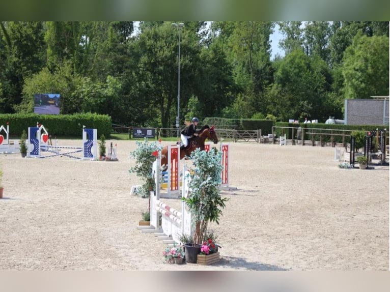 KWPN Merrie 17 Jaar 160 cm Bruin in Tessenderlo