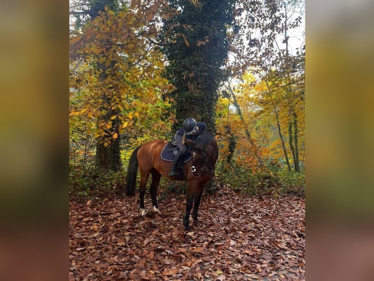 KWPN Merrie 17 Jaar 160 cm Bruin in Tessenderlo