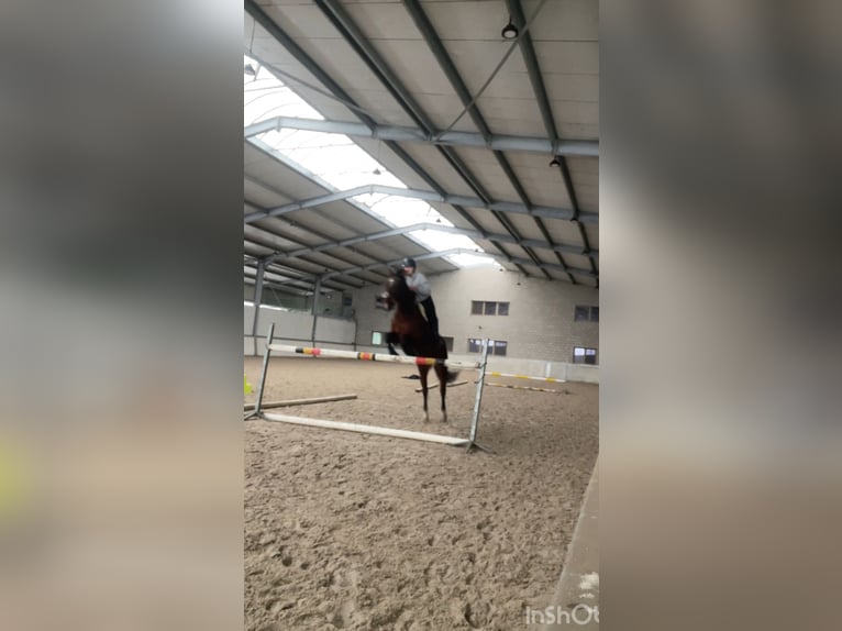 KWPN Merrie 17 Jaar 160 cm Bruin in Tessenderlo