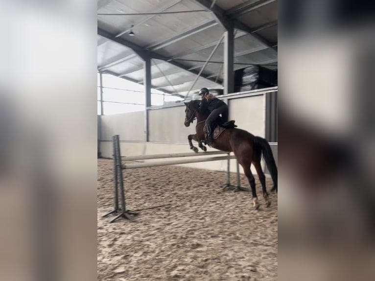 KWPN Merrie 17 Jaar 160 cm Bruin in Tessenderlo