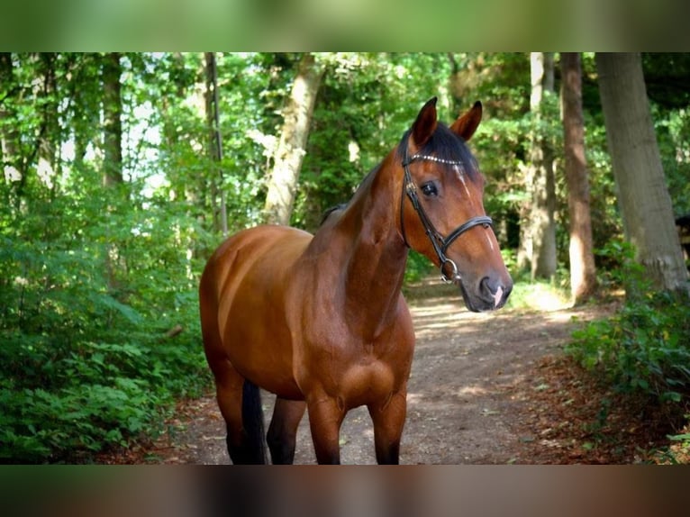 KWPN Merrie 17 Jaar 160 cm Bruin in Tessenderlo