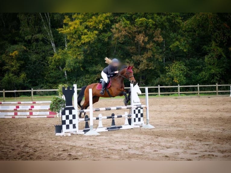 KWPN Merrie 17 Jaar 160 cm Bruin in Tessenderlo