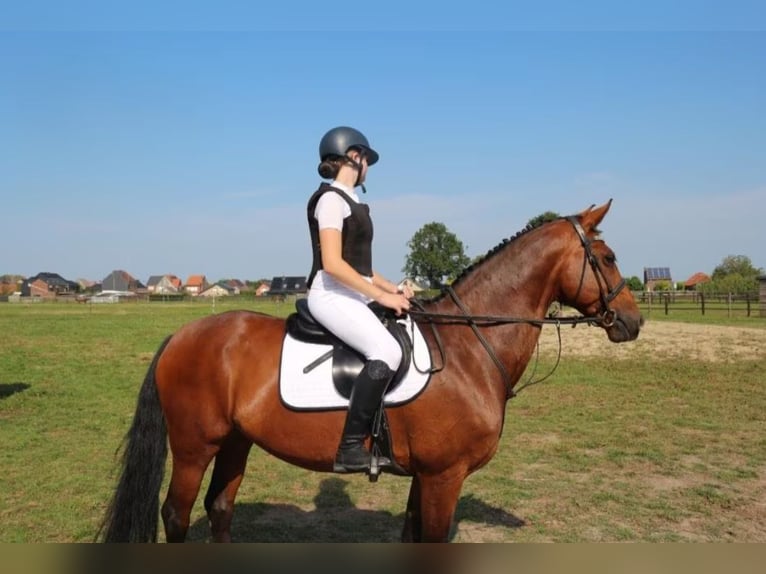 KWPN Merrie 17 Jaar 160 cm Bruin in Tessenderlo