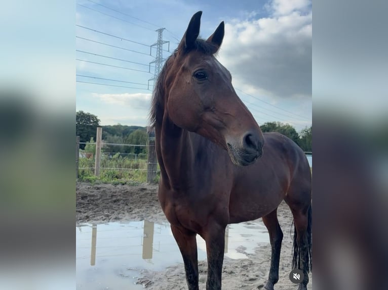 KWPN Merrie 17 Jaar 160 cm Donkerbruin in Vlezenbeek