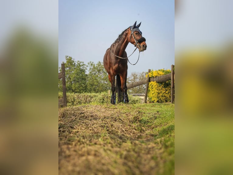 KWPN Merrie 17 Jaar 160 cm Donkerbruin in Vlezenbeek