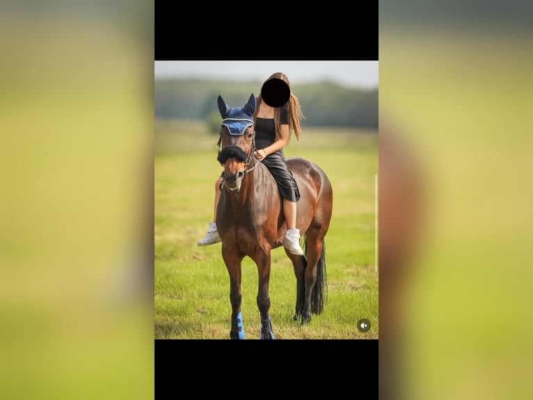 KWPN Merrie 17 Jaar 160 cm Donkerbruin in Vlezenbeek