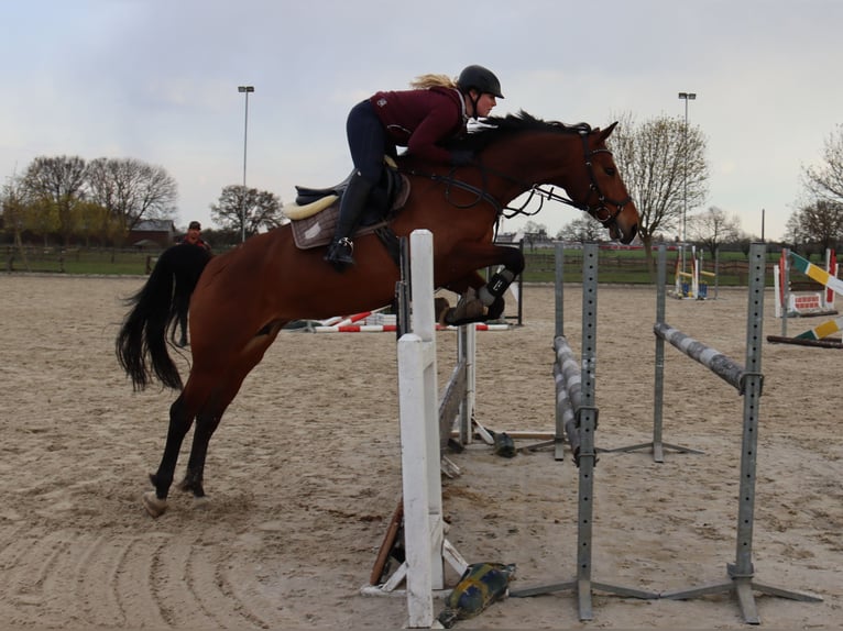 KWPN Merrie 17 Jaar 163 cm Bruin in Moers