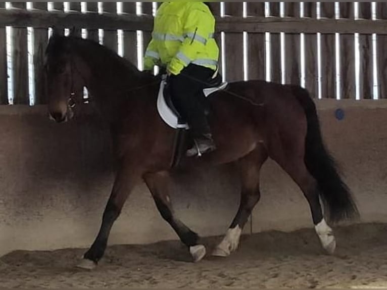 KWPN Merrie 17 Jaar 163 cm Bruin in Lichtenfels