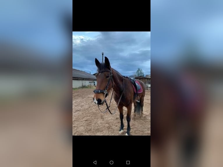 KWPN Merrie 17 Jaar 163 cm Bruin in Lichtenfels