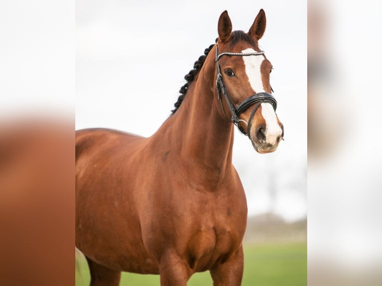 KWPN Merrie 17 Jaar 163 cm Donkere-vos in Selfkant