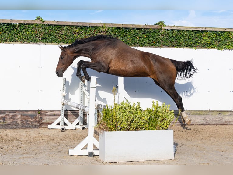 KWPN Merrie 17 Jaar 164 cm Donkerbruin in Waddinxveen