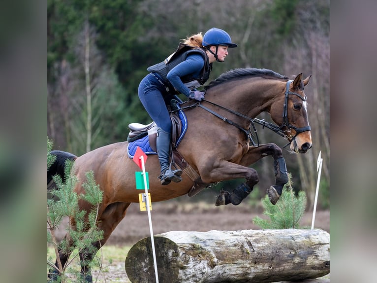 KWPN Merrie 17 Jaar 164 cm in Wijk en Aalburg