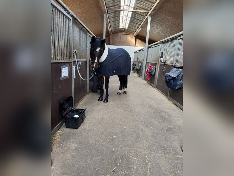 KWPN Merrie 17 Jaar 165 cm Donkerbruin in Neuwied