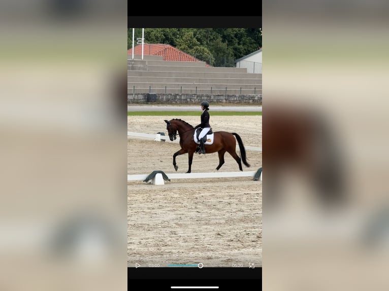 KWPN Mix Merrie 17 Jaar 165 cm Roodbruin in Preserje