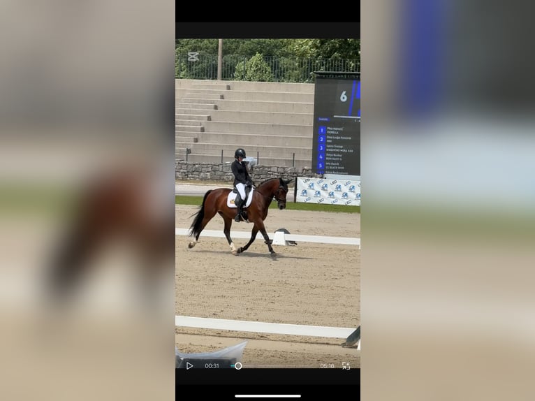 KWPN Mix Merrie 17 Jaar 165 cm Roodbruin in Preserje