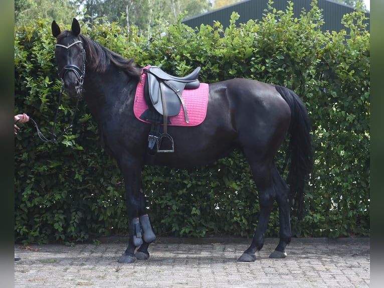 KWPN Merrie 17 Jaar 165 cm Zwart in Achtmaal