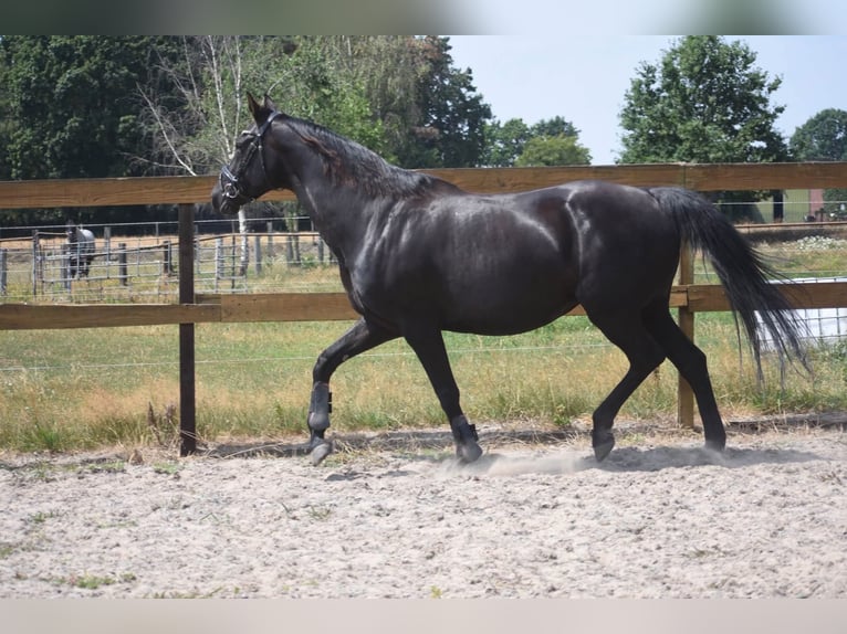 KWPN Merrie 17 Jaar 165 cm Zwart in Achtmaal