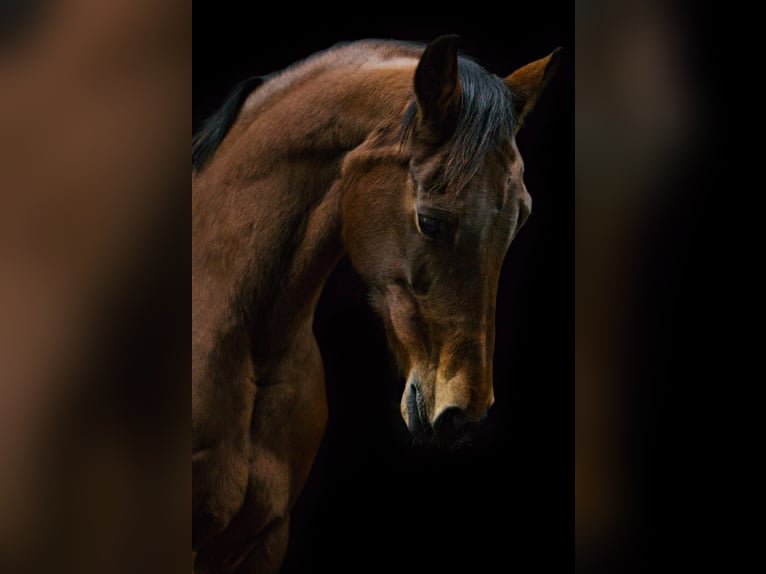 KWPN Merrie 17 Jaar 167 cm Bruin in Zuidlaren
