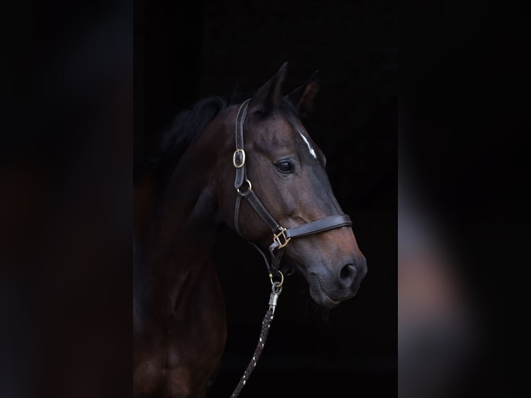 KWPN Merrie 17 Jaar 167 cm Bruin in Moosach