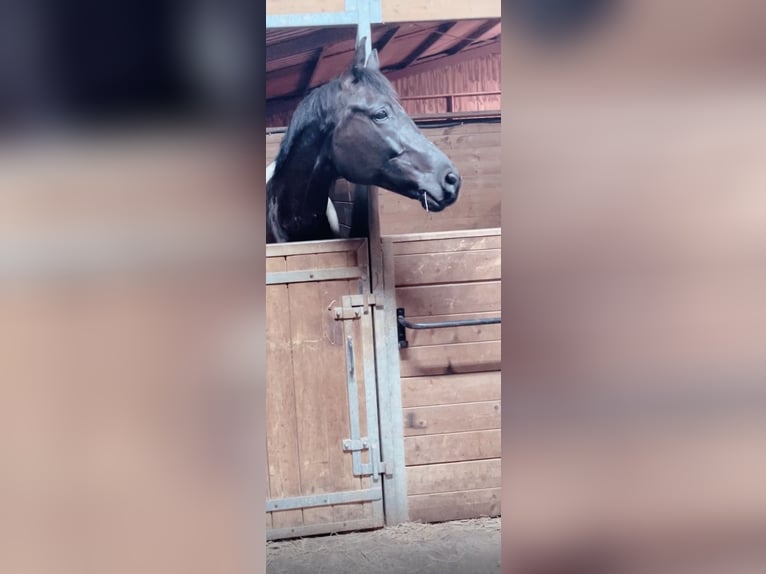 KWPN Merrie 17 Jaar 167 cm Zwart in GROTE-BROGEL