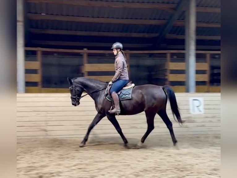 KWPN Merrie 17 Jaar 168 cm Zwart in Davidschlag