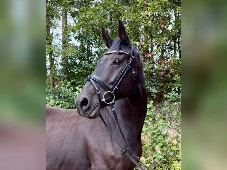 KWPN Merrie 17 Jaar 168 cm Zwart in Davidschlag