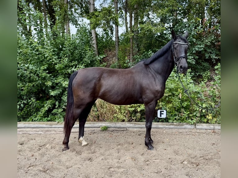 KWPN Merrie 17 Jaar 168 cm Zwart in Davidschlag