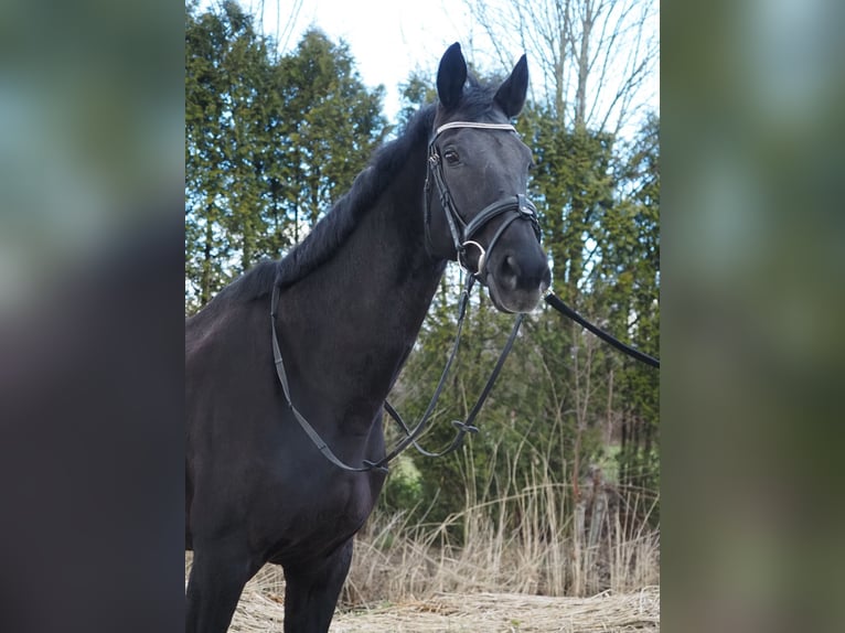 KWPN Merrie 17 Jaar 169 cm Zwart in Dordrecht