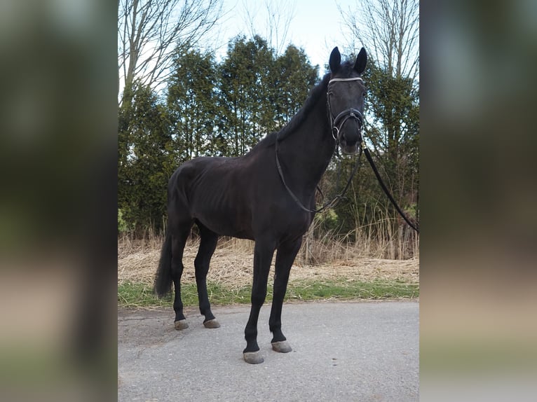 KWPN Merrie 17 Jaar 169 cm Zwart in Dordrecht