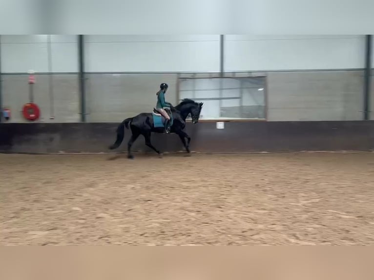 KWPN Merrie 17 Jaar 169 cm Zwart in Dordrecht