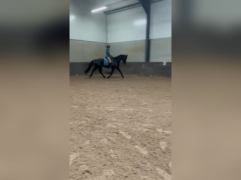 KWPN Merrie 17 Jaar 169 cm Zwart in Dordrecht