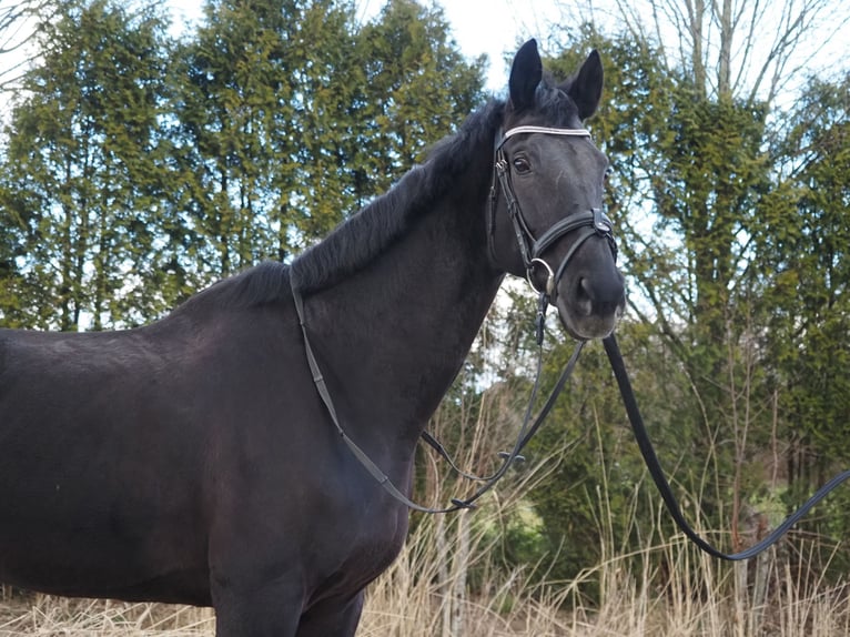 KWPN Merrie 17 Jaar 169 cm Zwart in Dordrecht