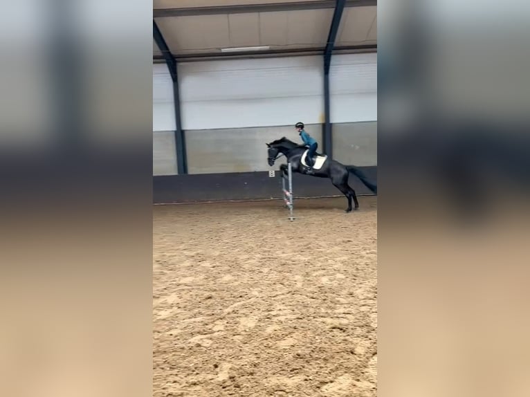KWPN Merrie 17 Jaar 169 cm Zwart in Dordrecht