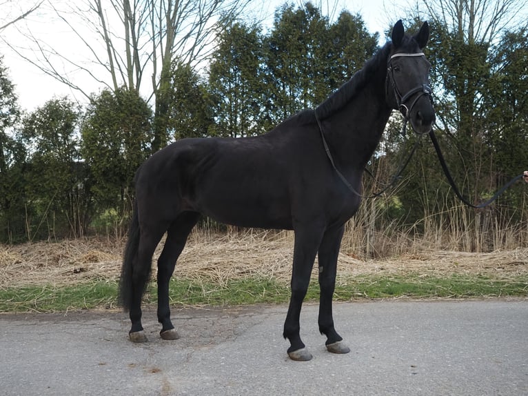 KWPN Merrie 17 Jaar 169 cm Zwart in Dordrecht
