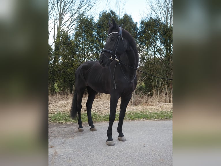 KWPN Merrie 17 Jaar 169 cm Zwart in Dordrecht