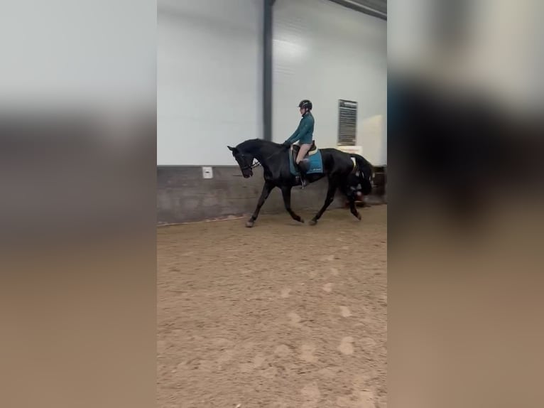 KWPN Merrie 17 Jaar 169 cm Zwart in Dordrecht