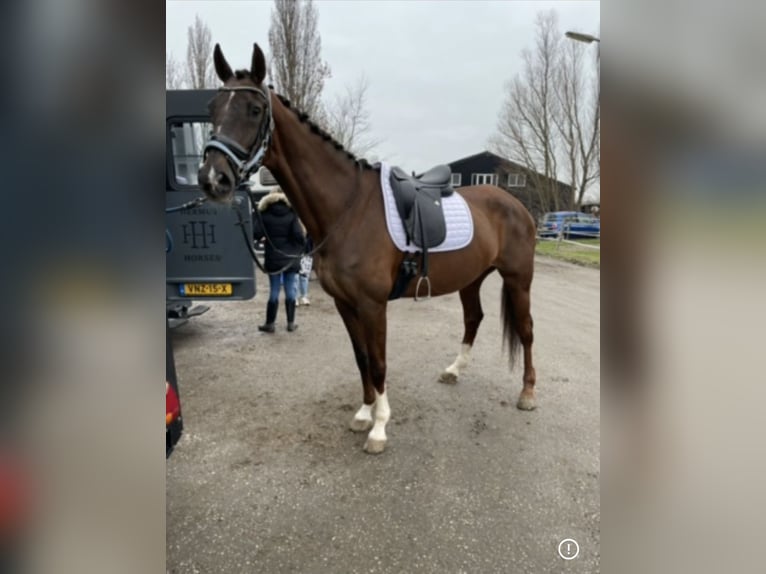 KWPN Merrie 17 Jaar 170 cm Donkere-vos in Luttelgeest