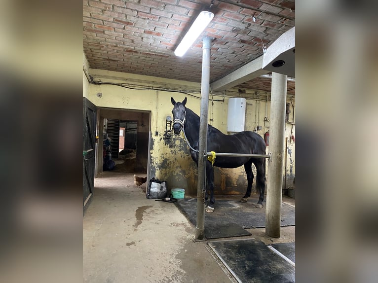 KWPN Merrie 17 Jaar 171 cm Zwartbruin in Wehl